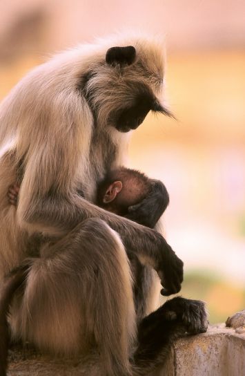Leroyphoto - La mère et son petit. singe patas. inde 