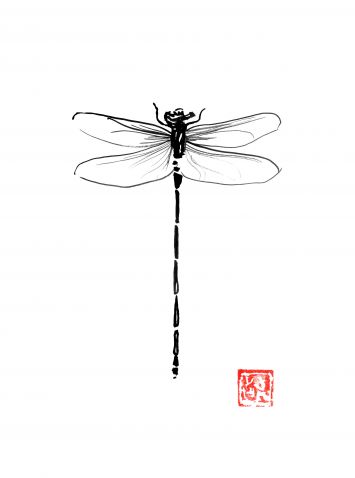 Péchane - Dragonfly 