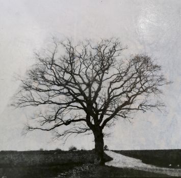 Franz Alias - L'arbre seul 