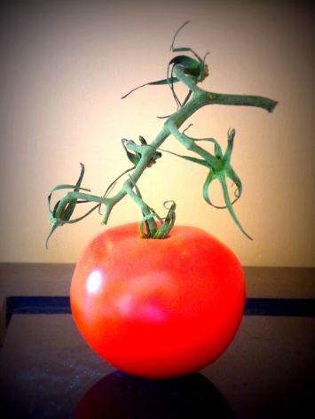 Marie SAKSIK - La tomate rubis