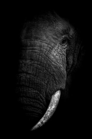 Levi Mendes - Elephant's extinction 