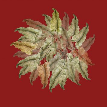 Héliatrice's Leaves - On Red
