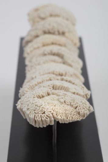 Grande vague corallium