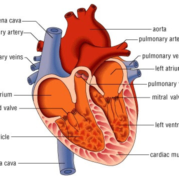 Fisiologi