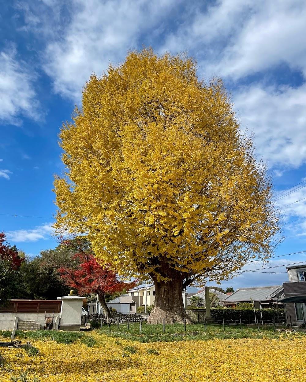 宗英寺のイチョウ