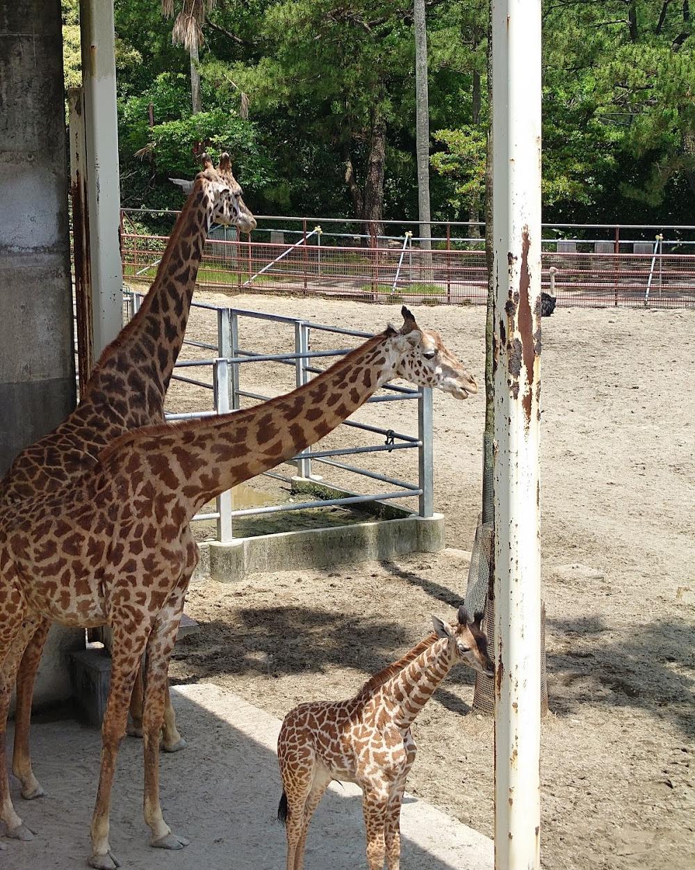 宮崎市鳳凰自然動物園