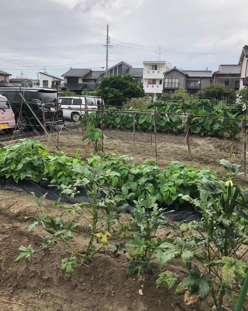 サカエ農園