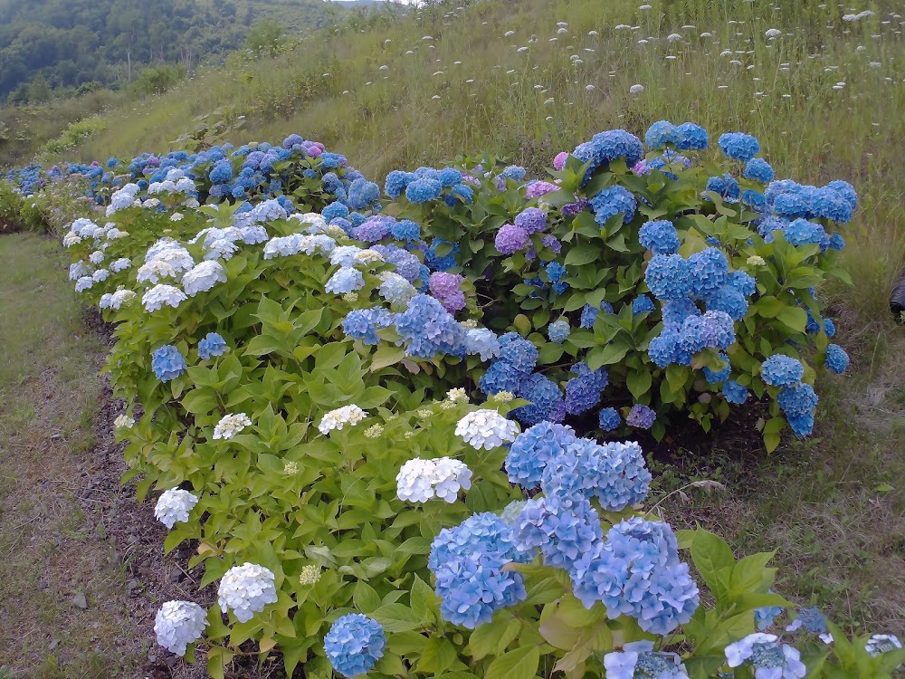 Kompirayama Walking Trail