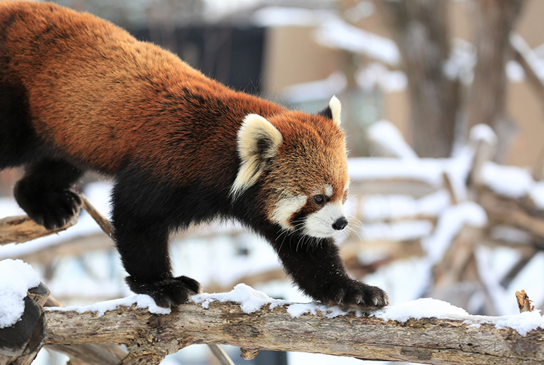 札幌市円山動物園