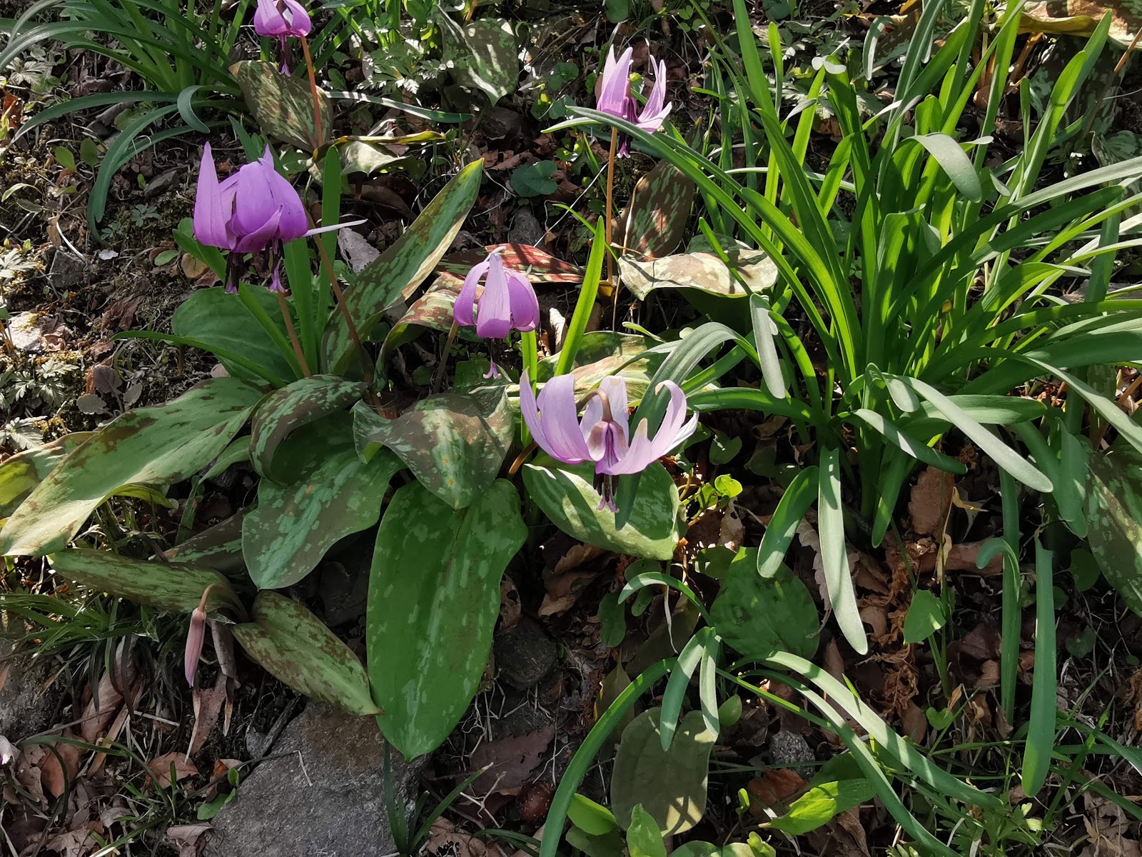 小川町櫻花節