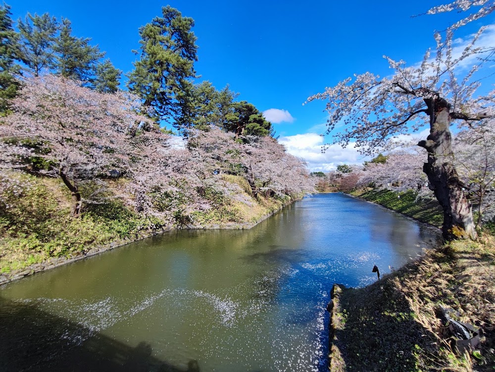 Hirosaki Cherry Blossom Festival