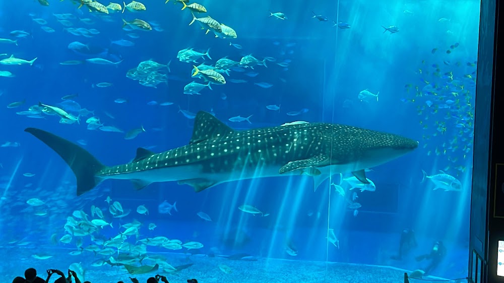 沖繩美麗海水族館