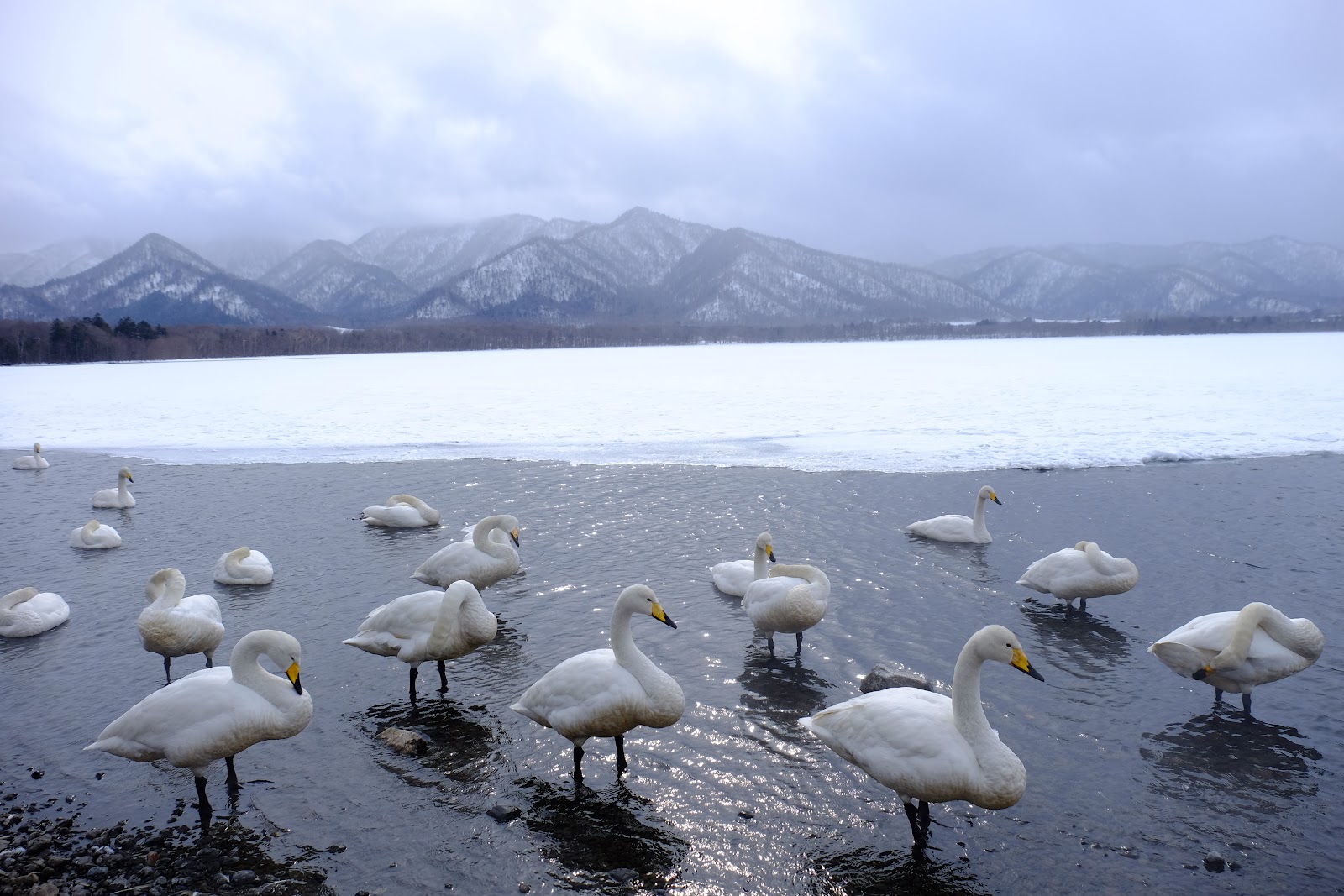 屈斜路湖