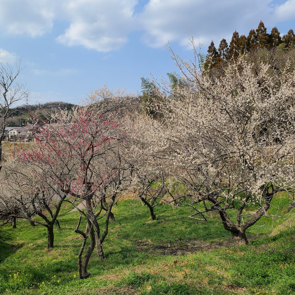 吉野梅園