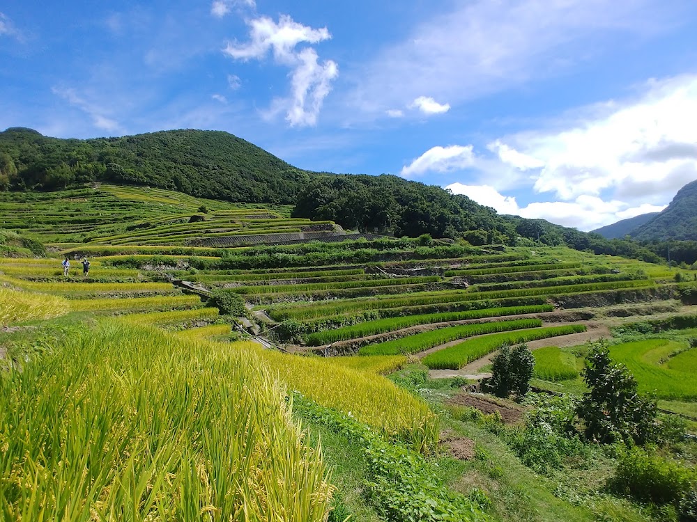 Nakayama Terraced Rice Fields
