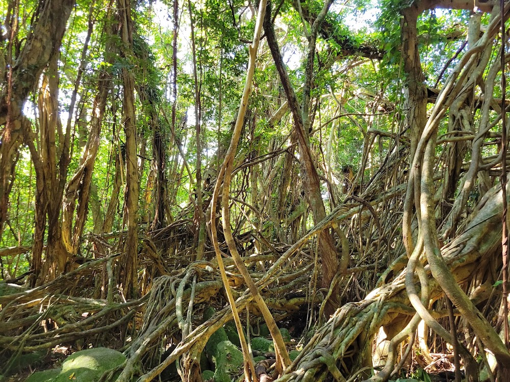 Sarukawa banyan tree