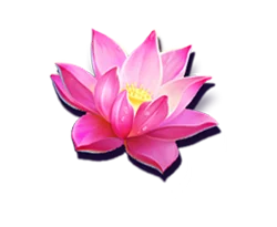 Lotus Flower