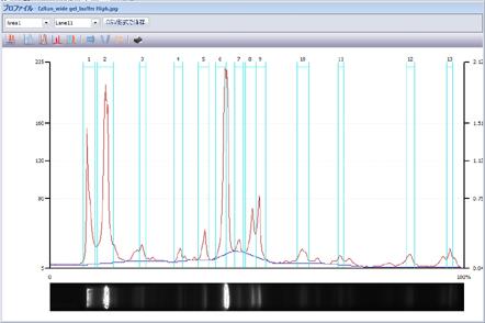 電気泳動パターン画像を計測し、濃度定量・分子量計測などの数値化
レーン計測：各レーンをスキャンし、プロファイルデータから数値化