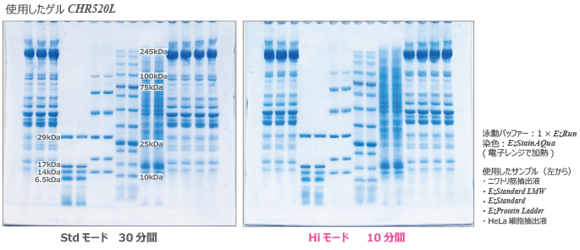 既製ゲルc-PAGEL HRを用いたTris-Glycine系SDS-PAGE