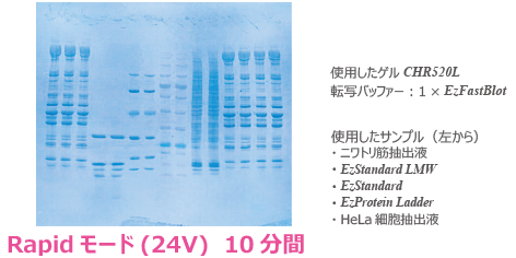 高速転写（RAPID）10分間