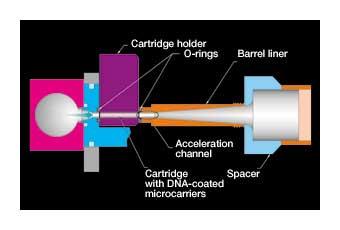 サンプルの送達
Helios Gene Gun を用いたサンプル送達の概略図