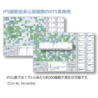 iPS由来心筋細胞のHTS実施例