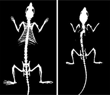 骨密度画像 (左：ラット、右：マウス)