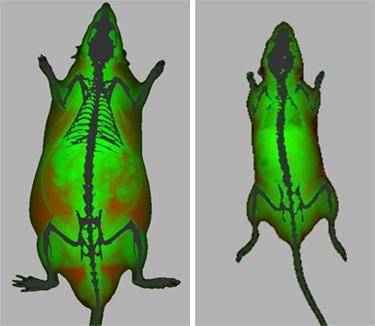 体組成解析(左：ラット、右：マウス)

・体組成変化を画像で追跡
・局所脂肪分布の経時的な追跡