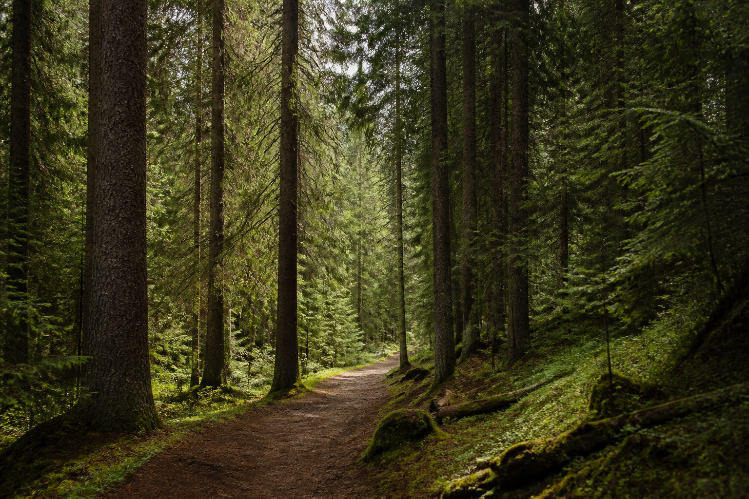 Quiet forest path through tall pines