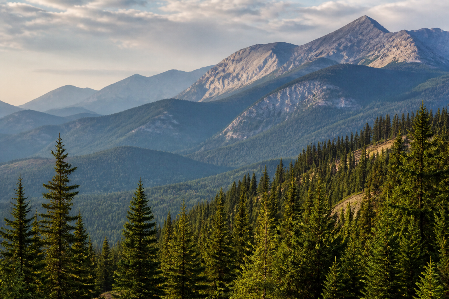 Pine ridge in the Alberta Rockies