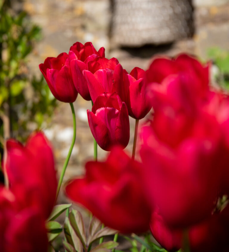 Special Celebration Break.jpg