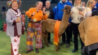 Alpacashow 2023 Waregem