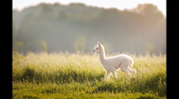 Alpacashow Waregem