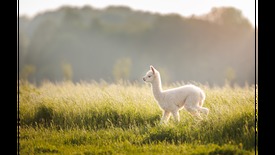 Alpacashow Waregem