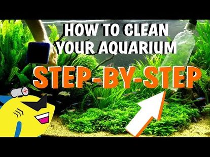 aquarium emersed plants growing under full spectrum led 00 00 3 04
