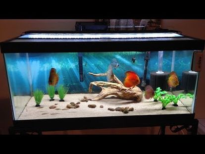 how to breed the glowlight tetra practical fishkeeping 00 00 28
