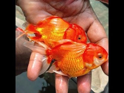 december 2018 oceaniccorals com