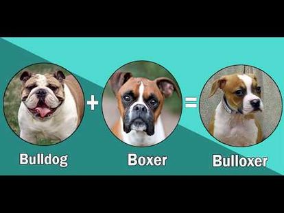 boxer dog cross breeds