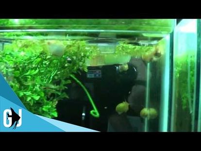 aquarium emersed plants growing under full spectrum led 00 00 3 04