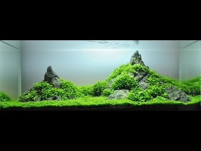 700+ Desain Aquarium Air Tawar HD Terbaik