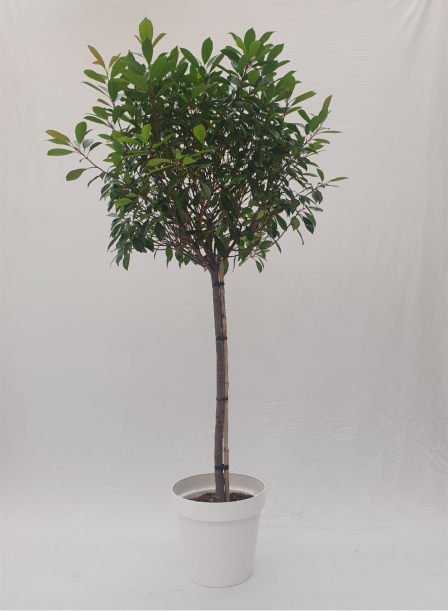 Photinia - Hochstamm , 300-350cm hoch