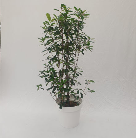 Photinia - Strauch,  250cm hoch