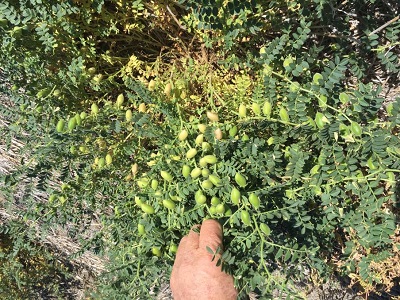 Chickpea Crop