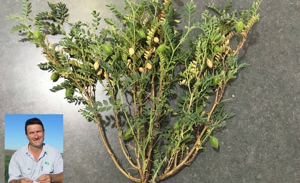 Chickpea Growers Have Tough Harvest, low yields image