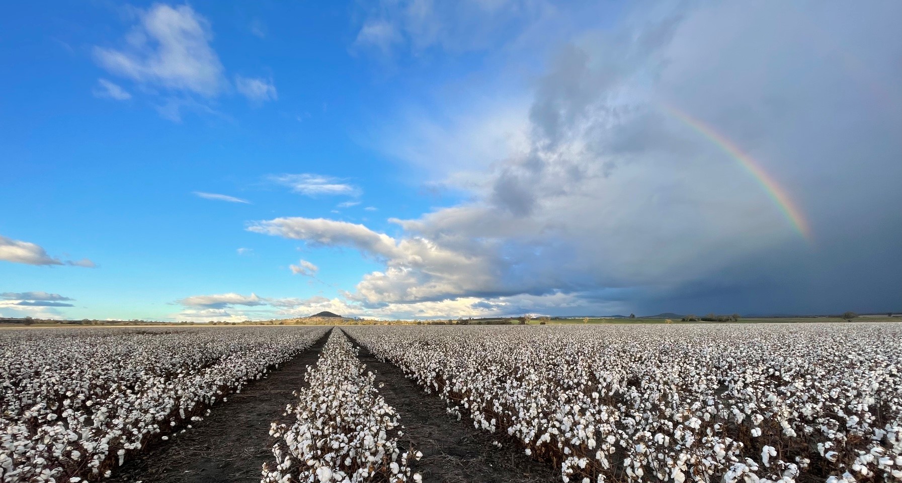 CSD: Keep defoliation on Target 2023 splash