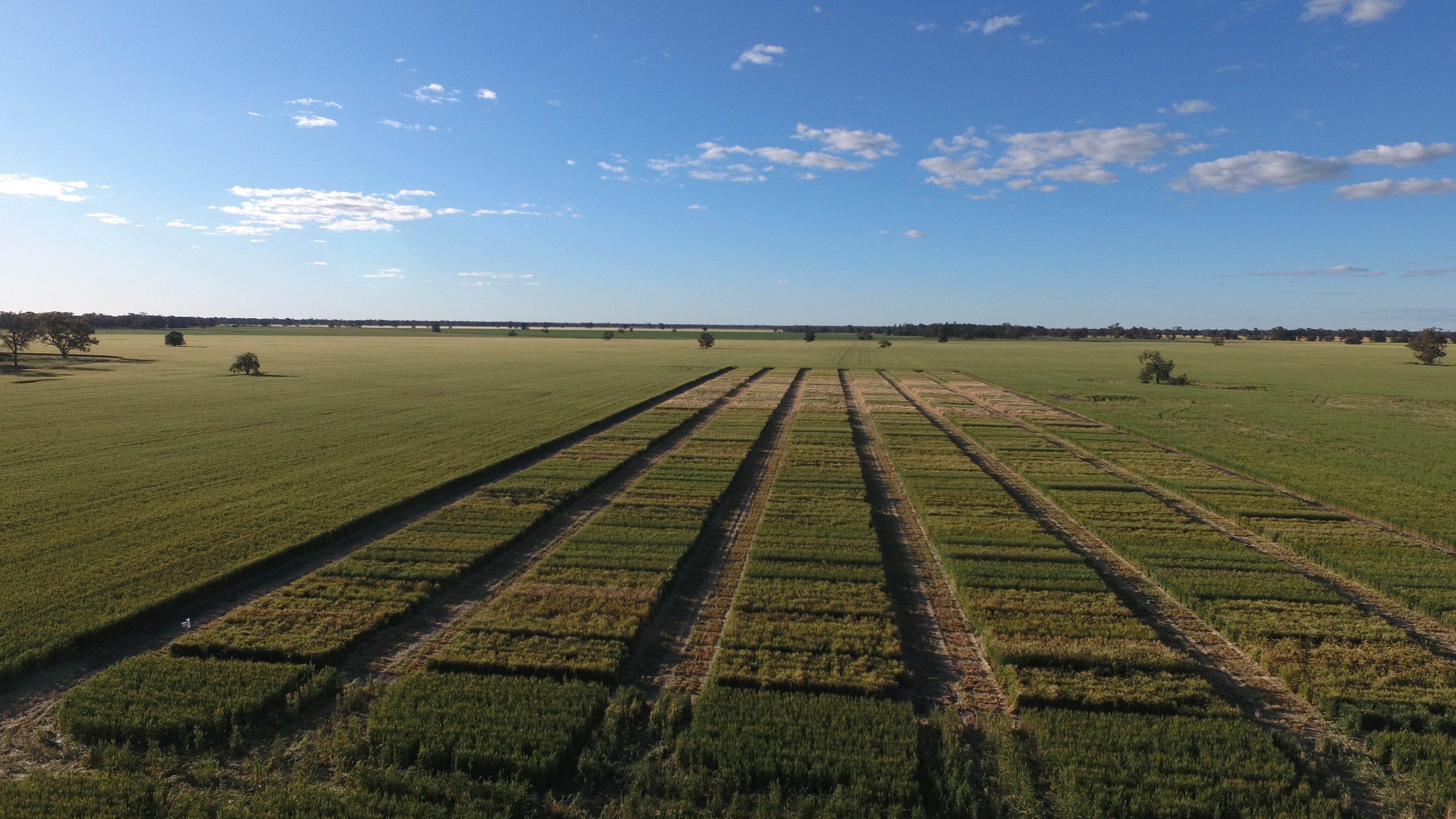 Pre-Emergent Herbicides Armatree image