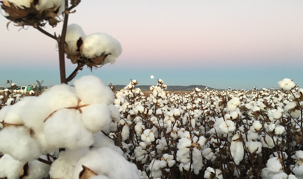 CSD: Keep defoliation on target splash