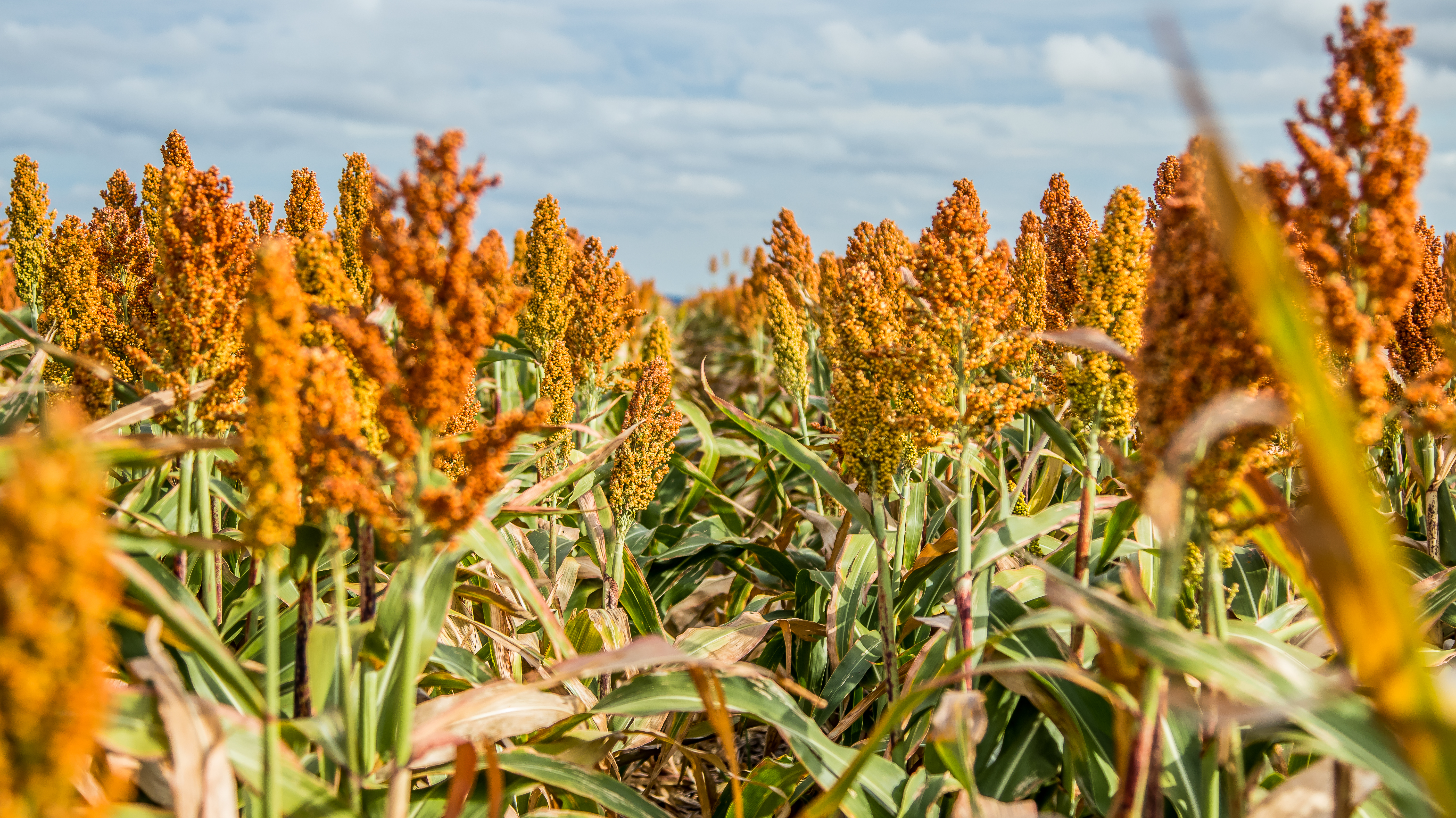 Drought Feeding Seminar image