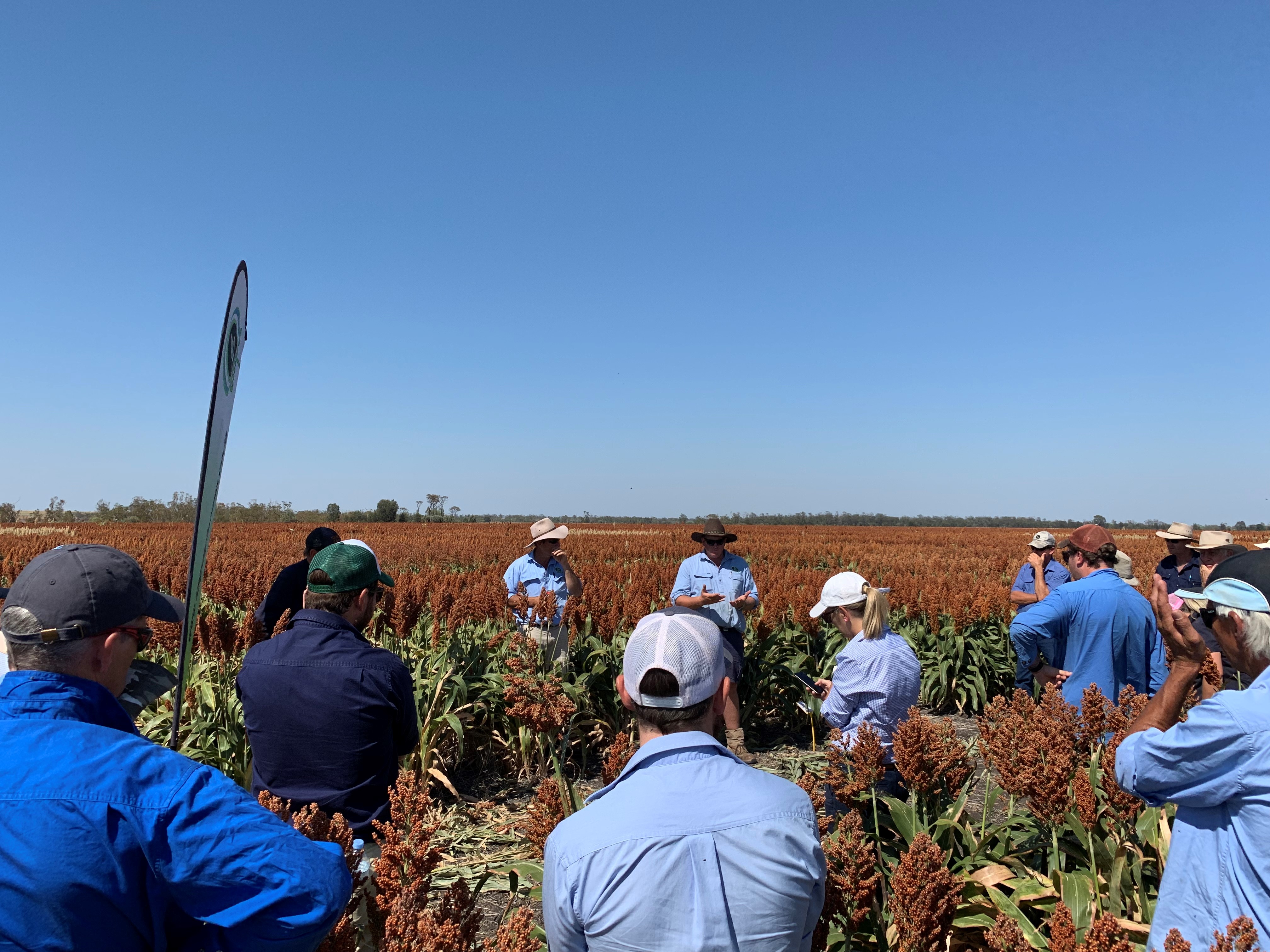 AMPS Agribusiness - Moree Newsletter Feb 2019 image