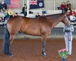 horse presented to the judges